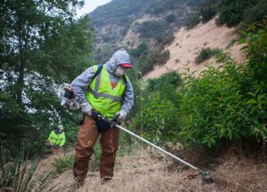 Brush Clearance
